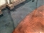 seamless custom flooring Elite Crete of Michigan (8).JPG